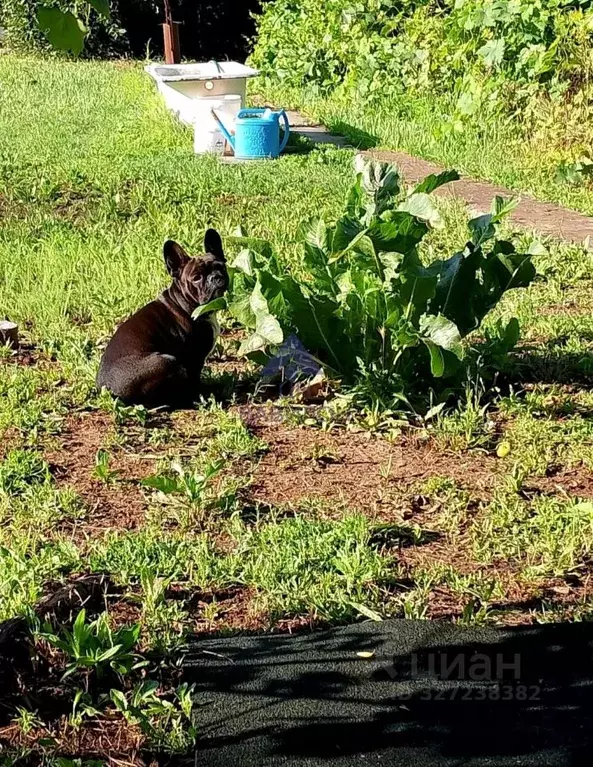 Участок в Ростовская область, Волгодонск Ветеран СНТ,  (9.0 сот.) - Фото 2