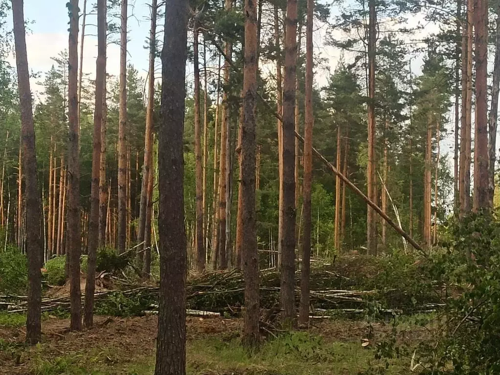 Участок в Рязанская область, Рязанский район, Дубровическое с/пос, с. ... - Фото 0