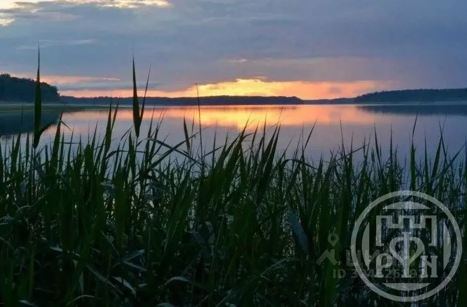 Участок в Ленинградская область, Выборгский район, Каменногорское ... - Фото 1