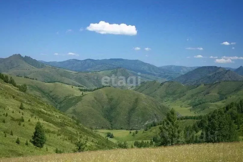 Участок в Алтайский край, Солонешенский район, с. Солонешное ул. А.Я. ... - Фото 1