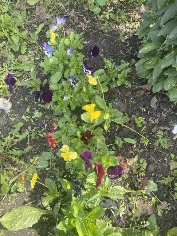 Участок в Омская область, Омский район, Магистральное с/пос, с. ... - Фото 1