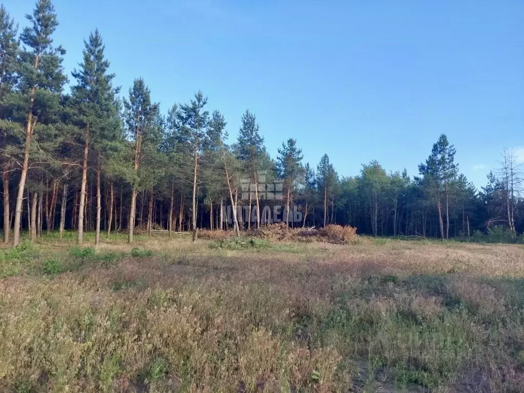 Участок в Воронежская область, Рамонский район, с. Новоживотинное  ... - Фото 1