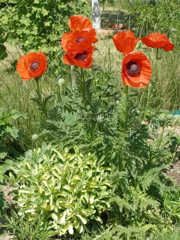Участок в Крым, Сакский район, Столбовское с/пос, с. Лушино ул. ... - Фото 2