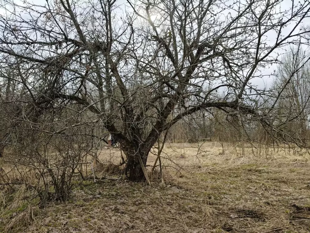 Участок в Московская область, Талдомский городской округ, д. Крияново  ... - Фото 1