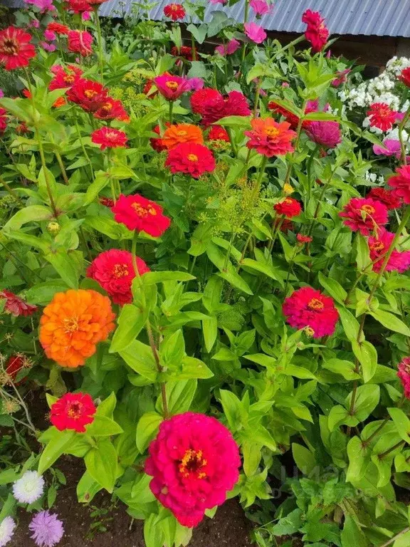 Дом в Удмуртия, Воткинск ул. Володарского, 144 (33 м) - Фото 2