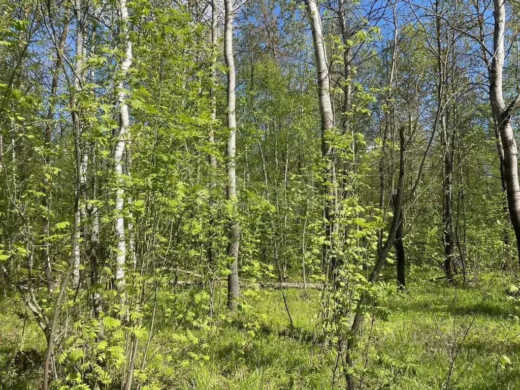 Участок в Московская область, Раменский городской округ, Загородный ... - Фото 0