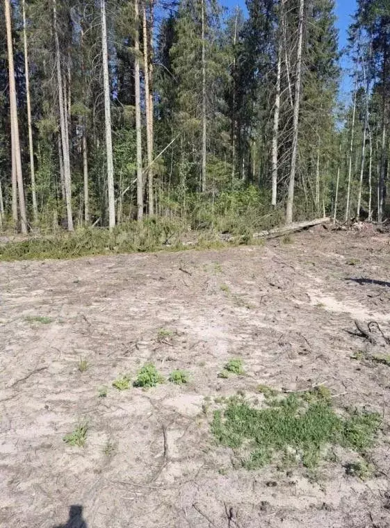 Участок в Пермский край, Березники ул. Летняя, 25 (816.0 сот.) - Фото 0