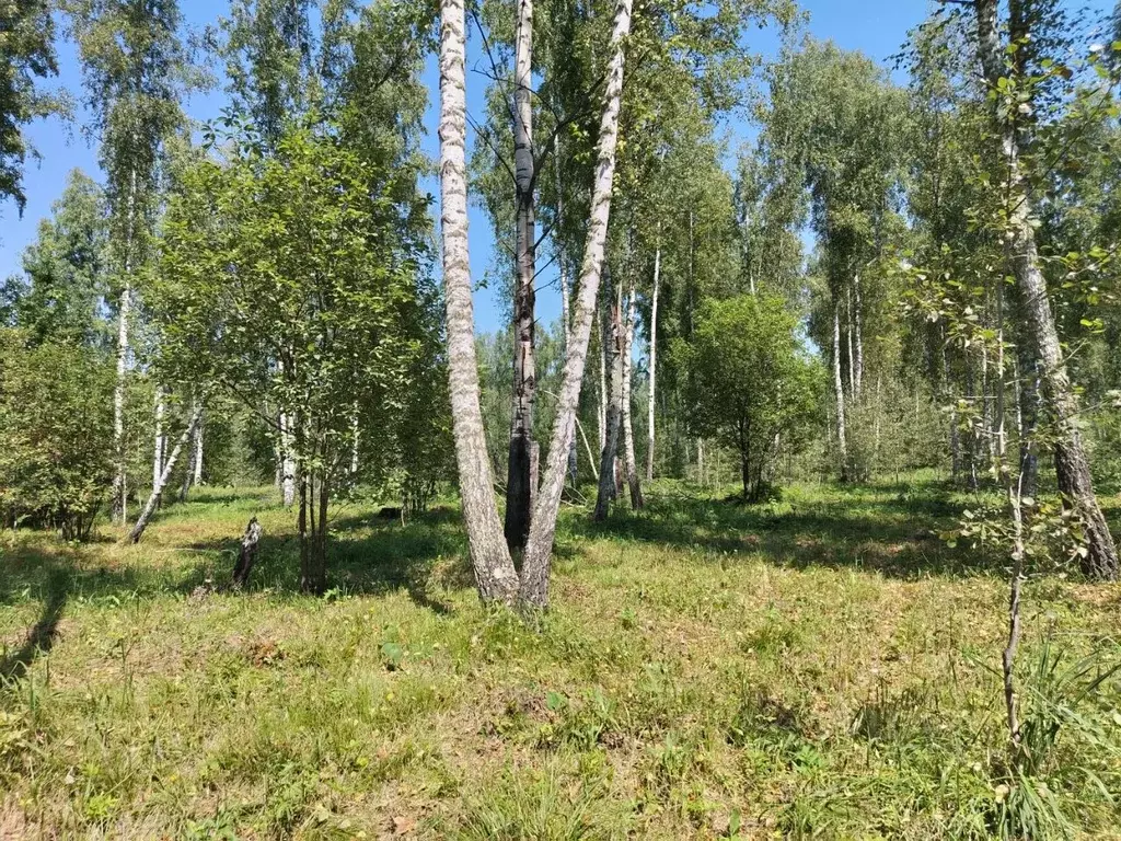 Участок в Алтай, Майминский район, Соузгинское с/пос, пос. Черемшанка ... - Фото 0