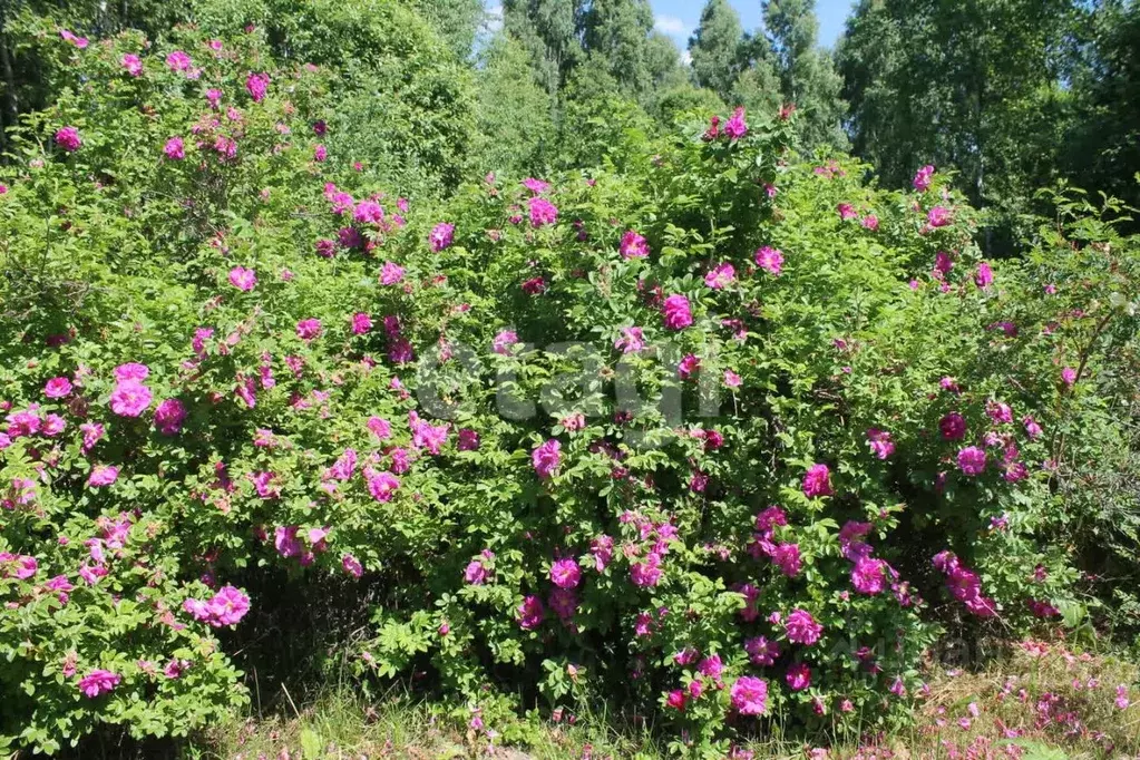 Участок в Тульская область, Заокский район, Демидовское с/пос, ... - Фото 1