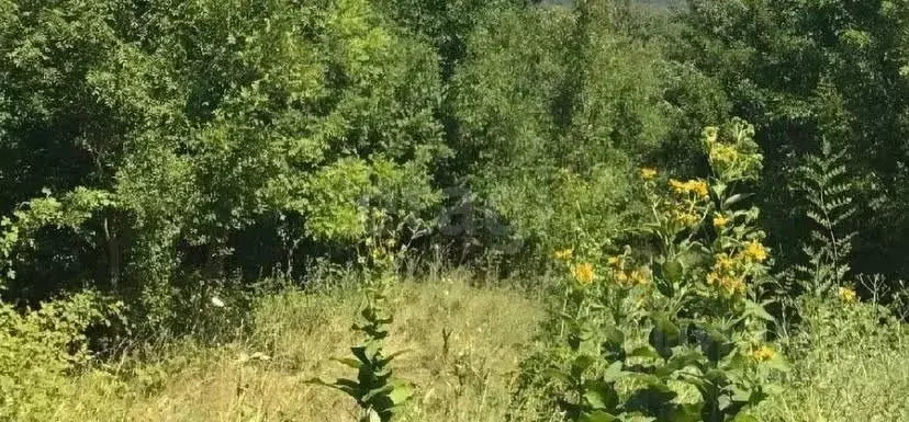 Участок в Краснодарский край, Геленджик городской округ, с. ... - Фото 2