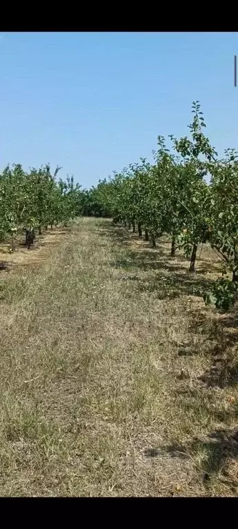 Участок в Краснодарский край, Анапа муниципальный округ, с. ... - Фото 1