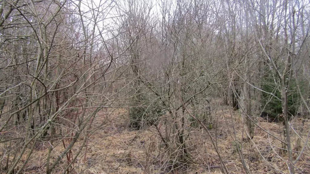 Участок в Московская область, Рузский муниципальный округ, д. ... - Фото 1