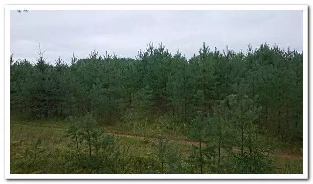 Участок в Псковская область, Струго-Красненский район, д. Велени  (8.0 ... - Фото 2