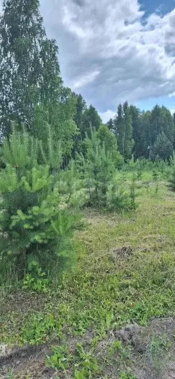 Участок в Мордовия, Большеберезниковский район, с. Гарт  (15.0 сот.) - Фото 2