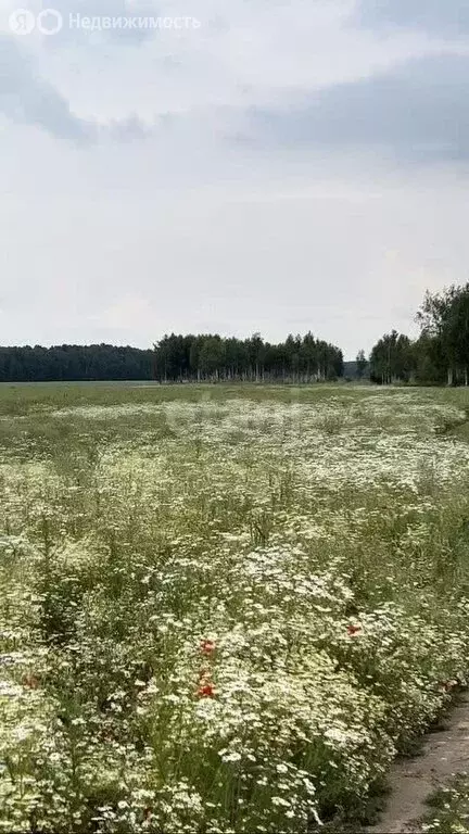 Участок в Калининградская область, Гурьевский муниципальный округ, ... - Фото 0