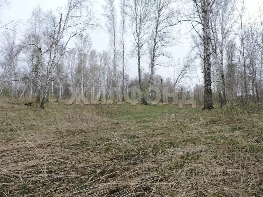 Участок в Новосибирская область, Мошковский район, Долина Имений кп  ... - Фото 1