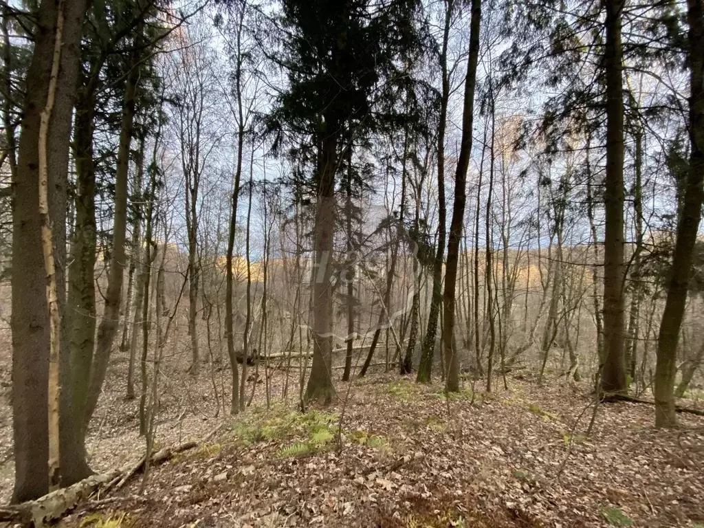 Участок в Калининградская область, Зеленоградский муниципальный округ, ... - Фото 1