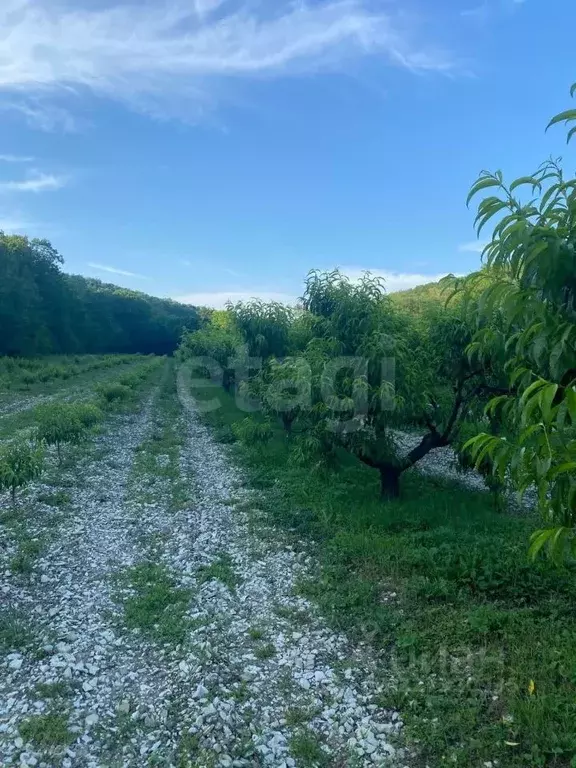 Участок в Краснодарский край, Геленджик городской округ, с. ... - Фото 2