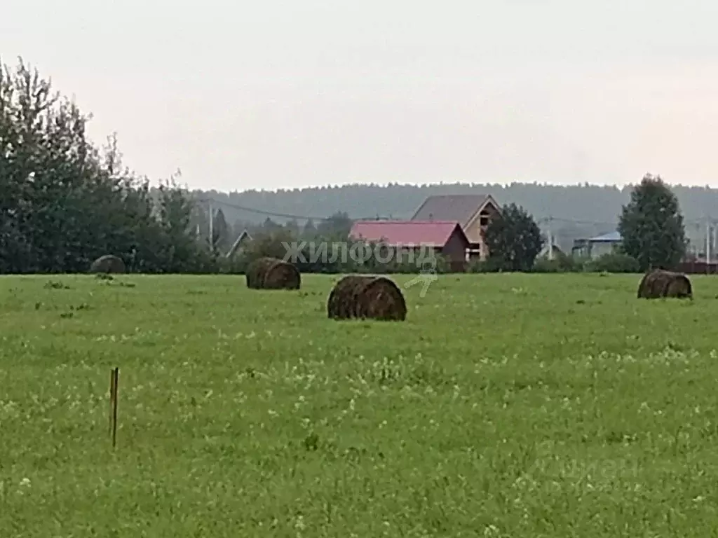 участок в новосибирская область, новосибирский район, кубовинский . - Фото 1