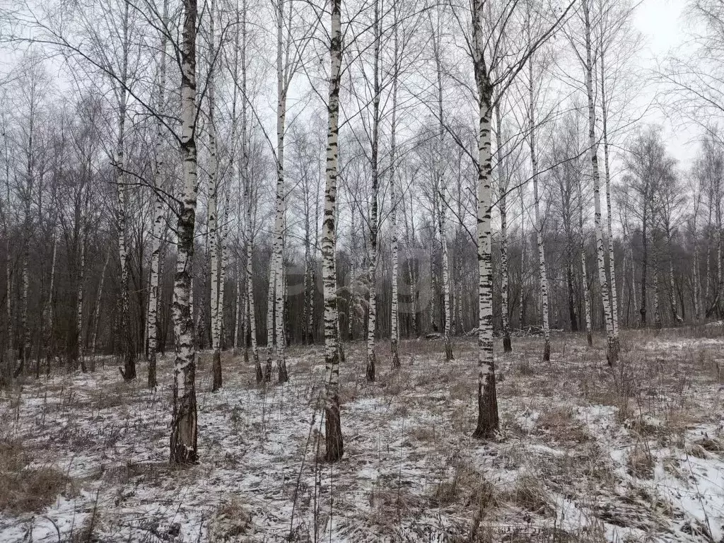 Участок в Тульская область, Тула городской округ, с. Частое ул. ... - Фото 2