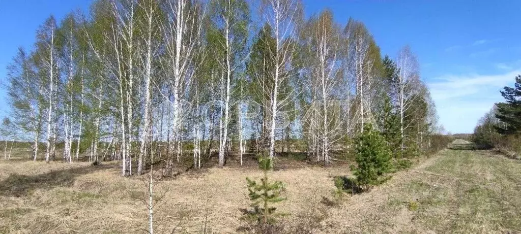 Участок в Тюменская область, Нижнетавдинский район, Царицыно СНТ  (7.0 ... - Фото 0