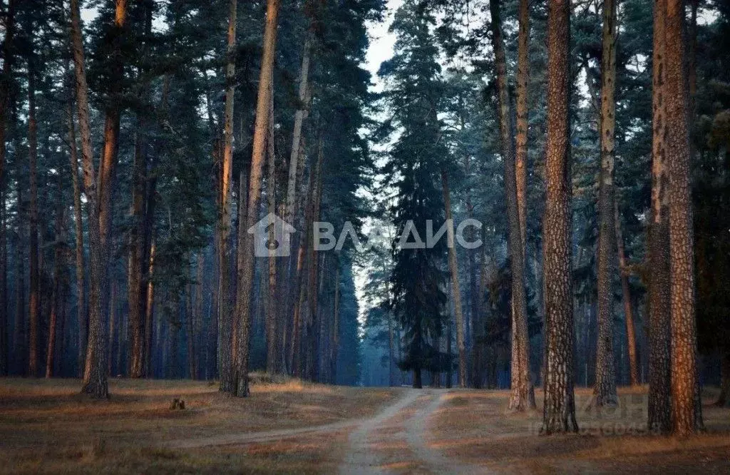 Участок в Владимирская область, Судогодский район, Вяткинское ... - Фото 1