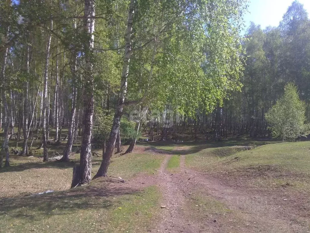 Участок в Алтай, Усть-Коксинский район, пос. Гагарка Березовая ул. ... - Фото 1