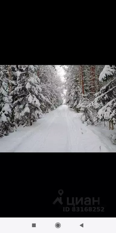 Участок в Ленинградская область, Волховский район, Кисельнинское ... - Фото 1