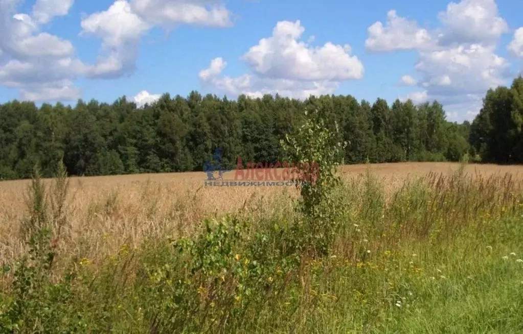 Участок в Ленинградская область, Приозерский район, Красноозерное ... - Фото 0