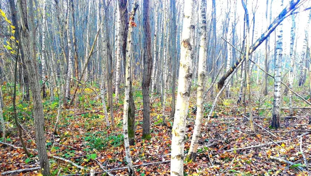 Участок в Тульская область, Заокский район, Малаховское с/пос, Ивушка ... - Фото 2