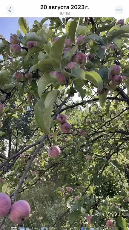 Участок в Омская область, Омск СОСН Автодорожник тер., аллея 3-я (7.0 ... - Фото 2