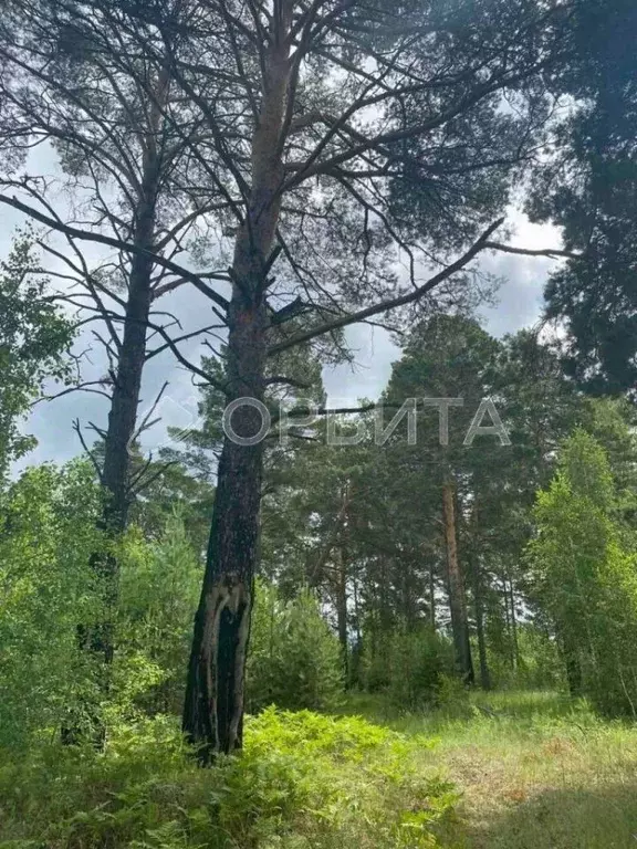 Участок в Тюменская область, Исетский район, с. Слобода-Бешкиль  ... - Фото 2