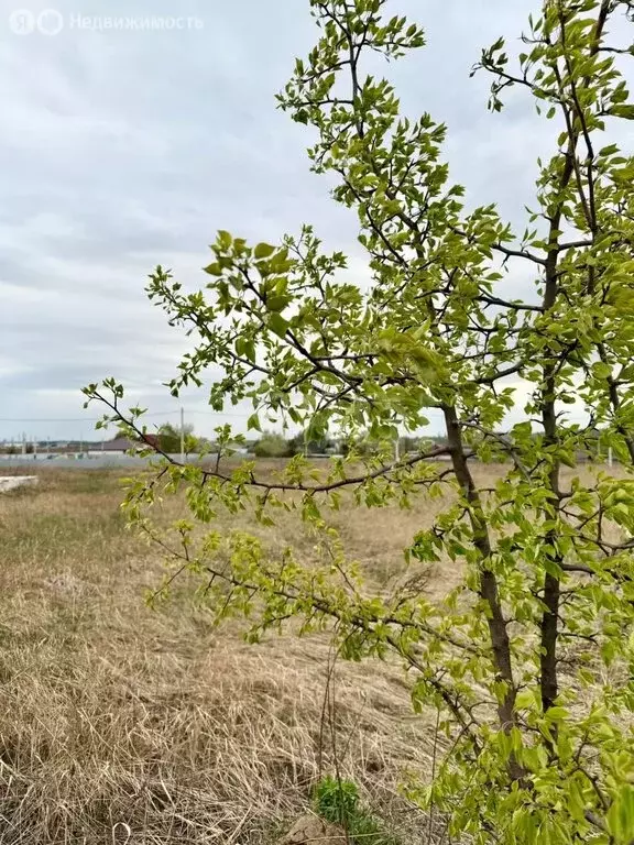 Участок в Тульская область, городской округ Тула, село Частое (10 м) - Фото 1