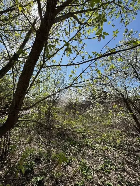 Участок в Алтайский край, Красногорский район, с. Быстрянка ул. ... - Фото 1