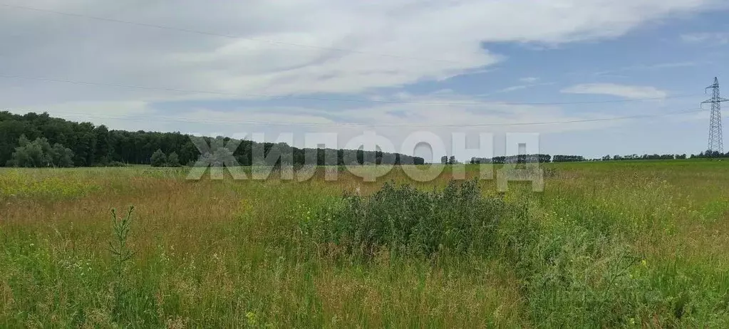 Участок в Новосибирская область, Новосибирский район, Толмачевский ... - Фото 1