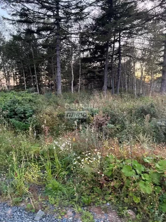 Участок в Сахалинская область, Анивский городской округ, с. Мицулевка ... - Фото 1