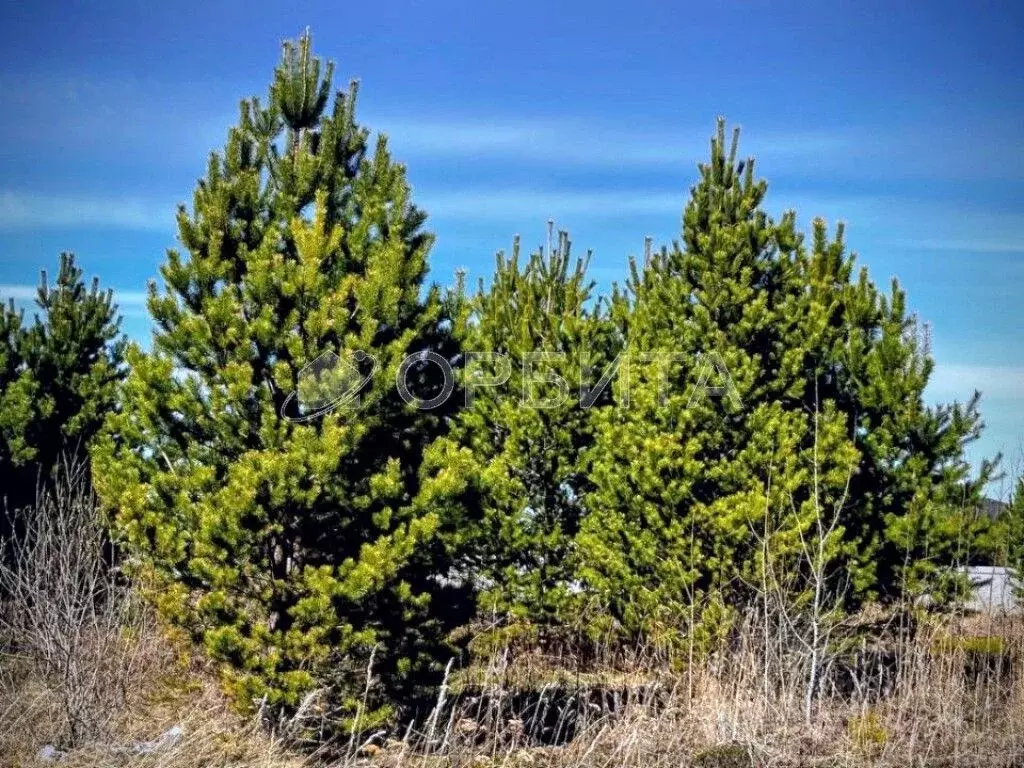 Участок в Тюменская область, Тюменский муниципальный округ, д. ... - Фото 2