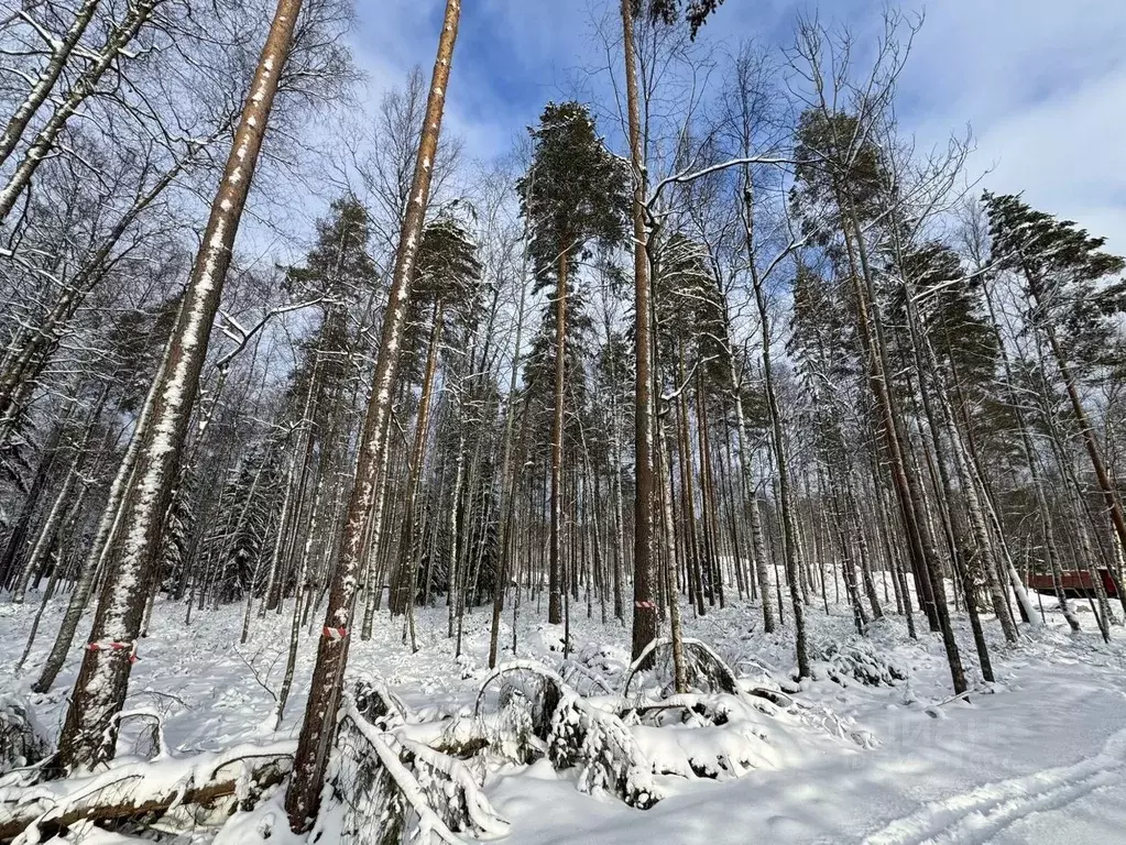 Участок в Ленинградская область, Всеволожский район, Токсовское ... - Фото 1