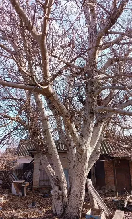Участок в Краснодарский край, Кущевское с/пос, Большая Лопатина хут.  ... - Фото 2