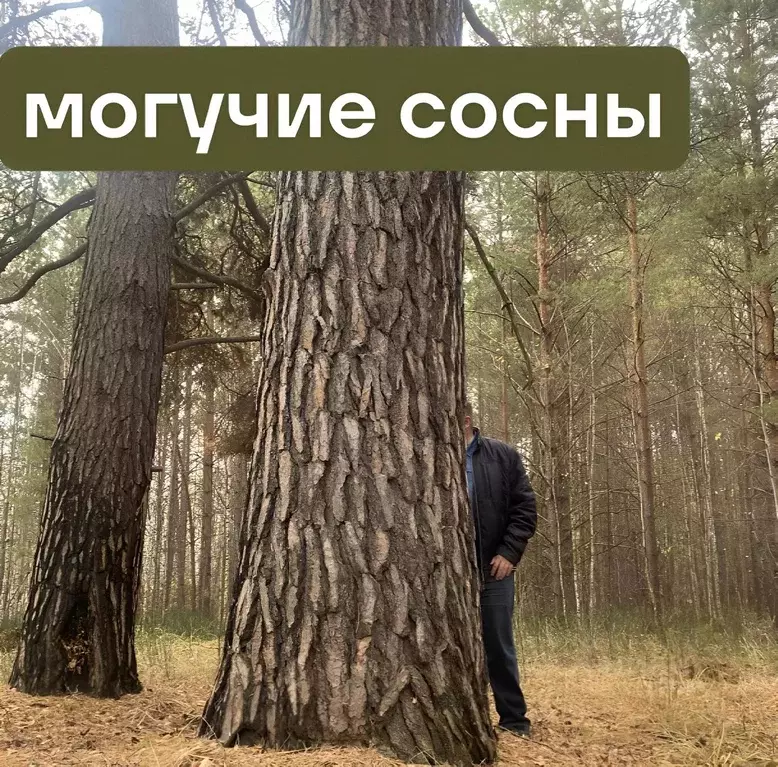 Участок в Тюменская область, Тюменский муниципальный округ, Геофизик ... - Фото 1