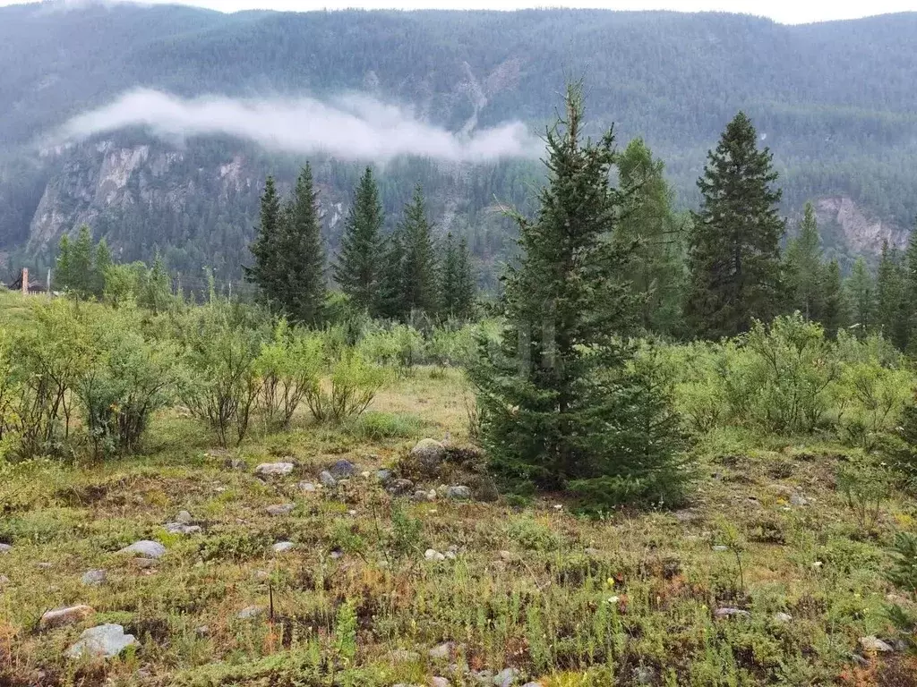 Участок в Алтай, Улаганский район, с. Акташ Лесная ул. (12.81 сот.) - Фото 1