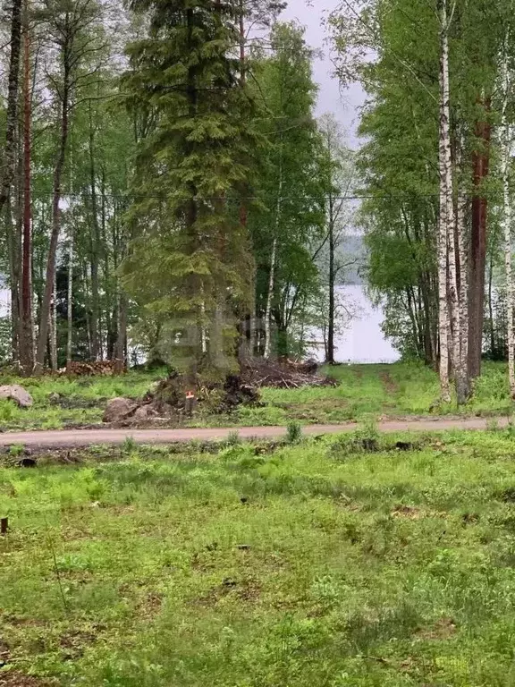 Участок в Ленинградская область, Выборгский район, Приморское ... - Фото 0