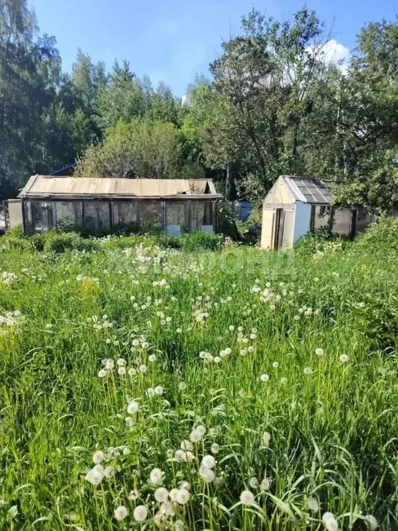 Участок в Новосибирская область, Новосибирск Золотая Горка СНТ, аллея ... - Фото 2