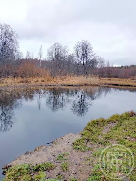 Участок в Ленинградская область, Выборгский район, Приморское ... - Фото 1
