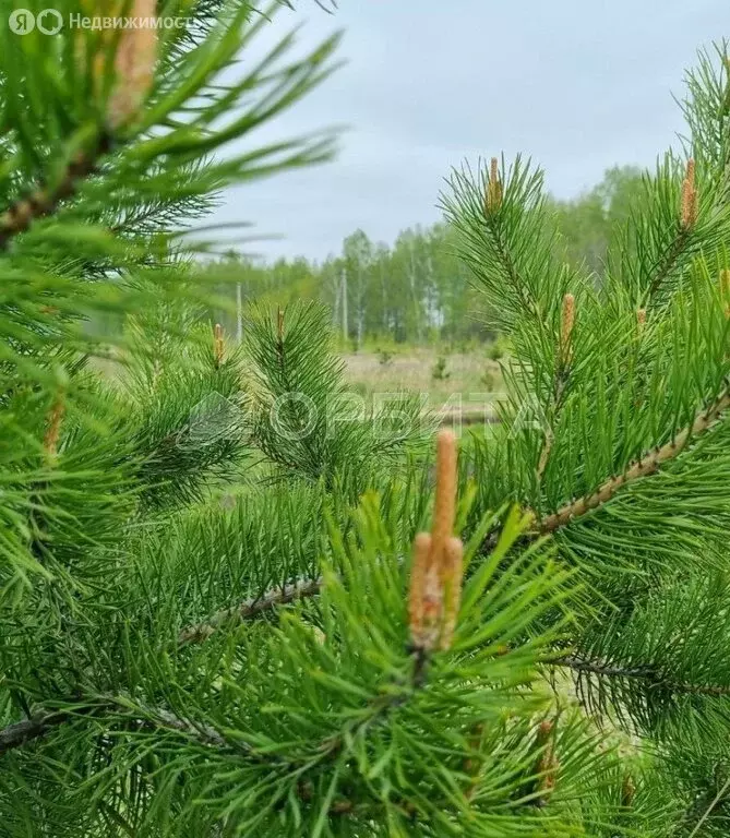 Участок в Тюменский район, деревня Елань, коттеджный посёлок ... - Фото 1