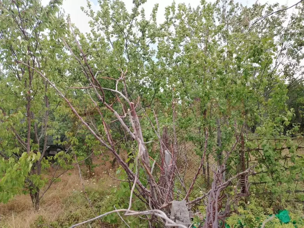 Участок 6,5 сот. (СНТ, ДНП) - Фото 0