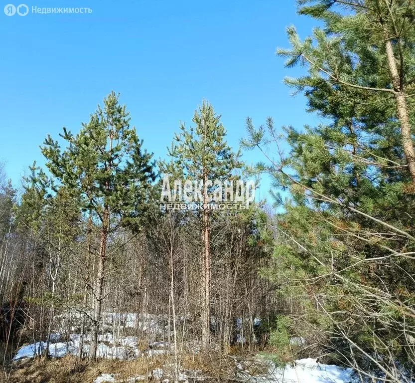 Участок в Сосновское сельское поселение (10.48 м) - Фото 2