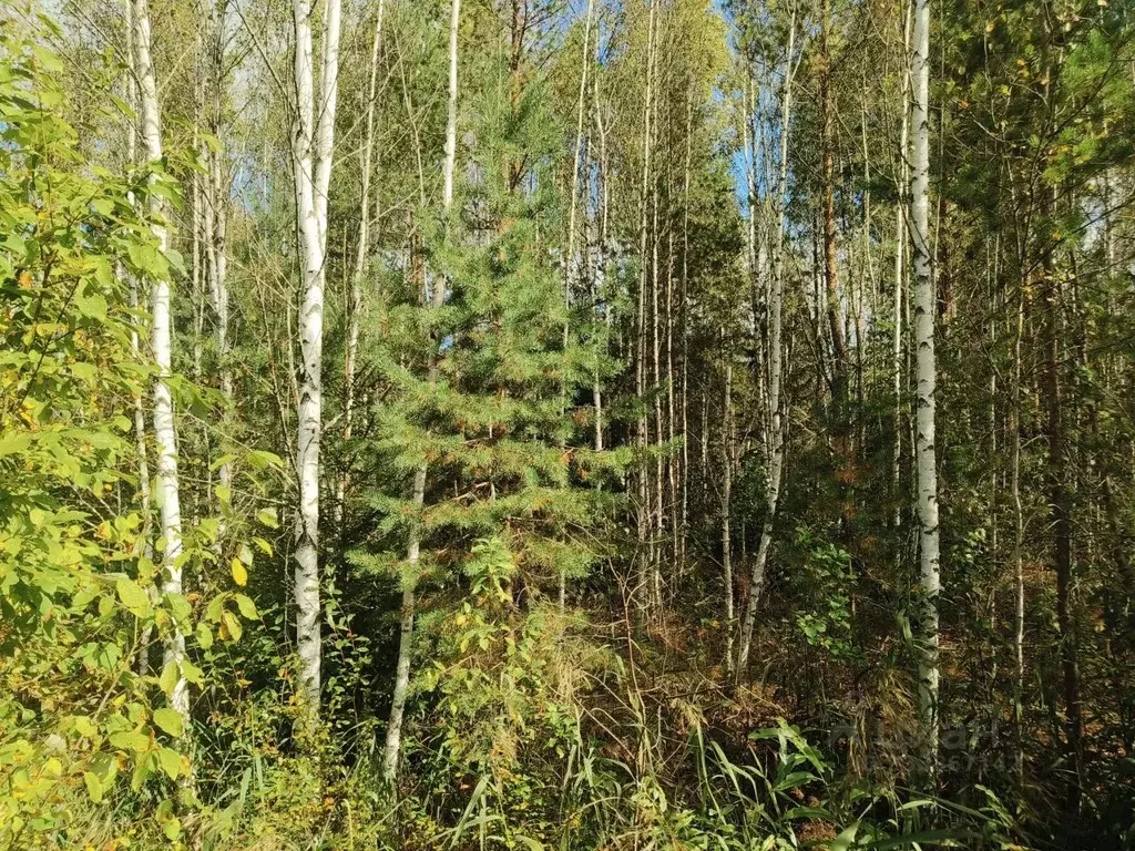 Участок в Московская область, Клин городской округ, Электрощит СНТ 417 ... - Фото 1