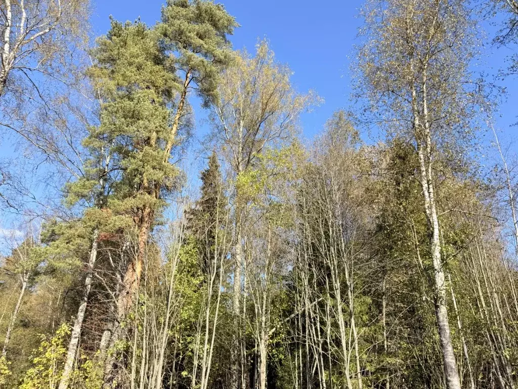 Участок в Московская область, Дмитровский муниципальный округ, д. ... - Фото 2