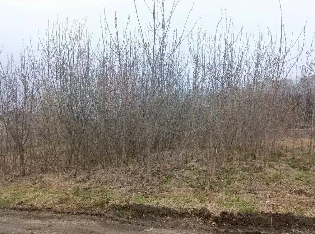 Участок в Московская область, Кашира городской округ, д. Тарасково  ... - Фото 1